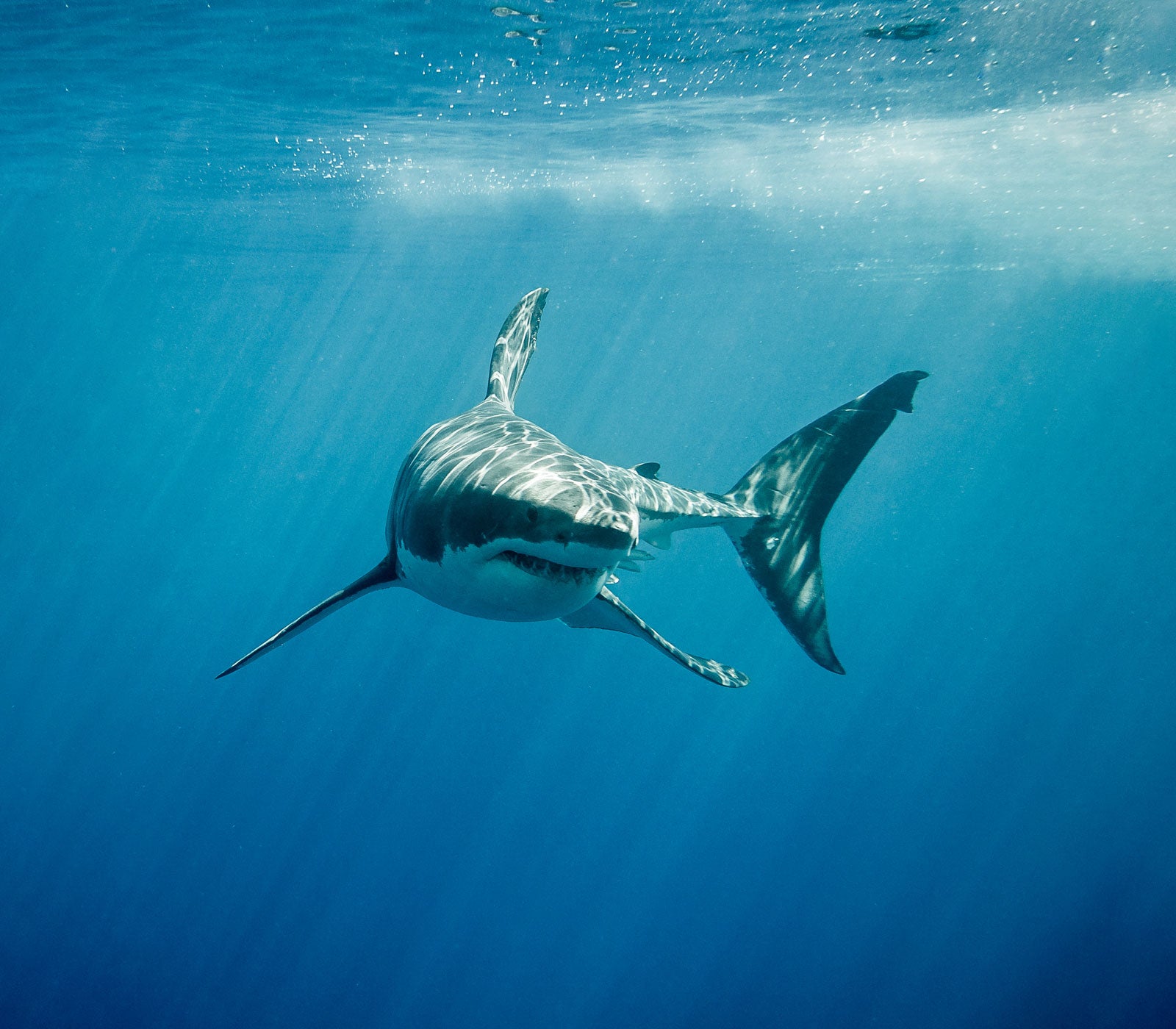 Underwater photo of swimming sharks
